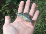 Jason Crayton of Clarksburg got into a contest with a friend to see who could catch the smallest fish in a pond near his home.   
