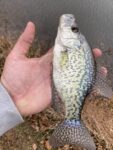 Josh Christian of Wayne, W.Va. shares a picture of the biggest crappie he's ever caught. 
